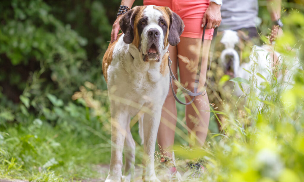 Balade avec des Saint-Bernard