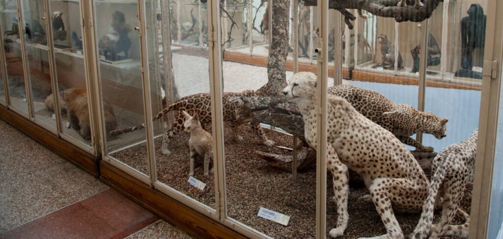 Musée des sciences naturelles de Lausanne