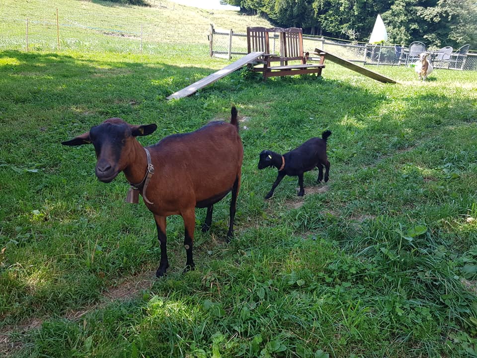 Se promener avec des chèvres