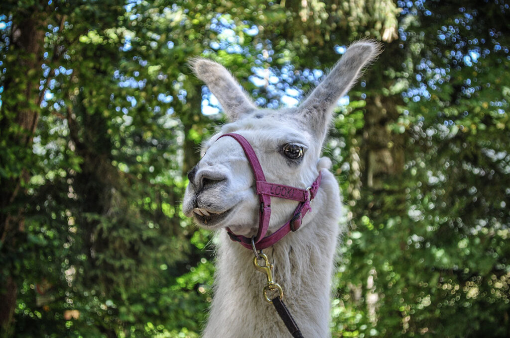 Balade avec des lamas