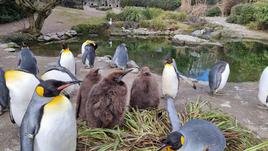 Zoo de Zurich