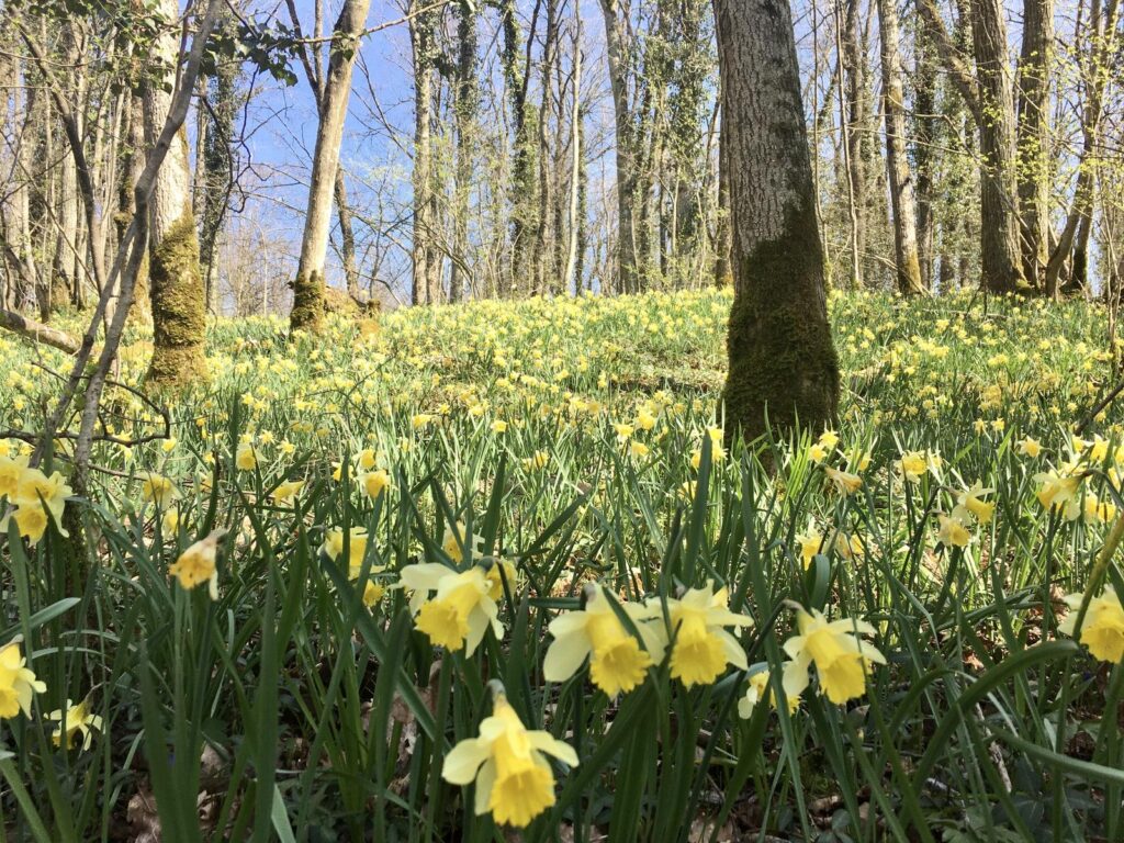 Parc naturel des Jonquilles à Eclepens