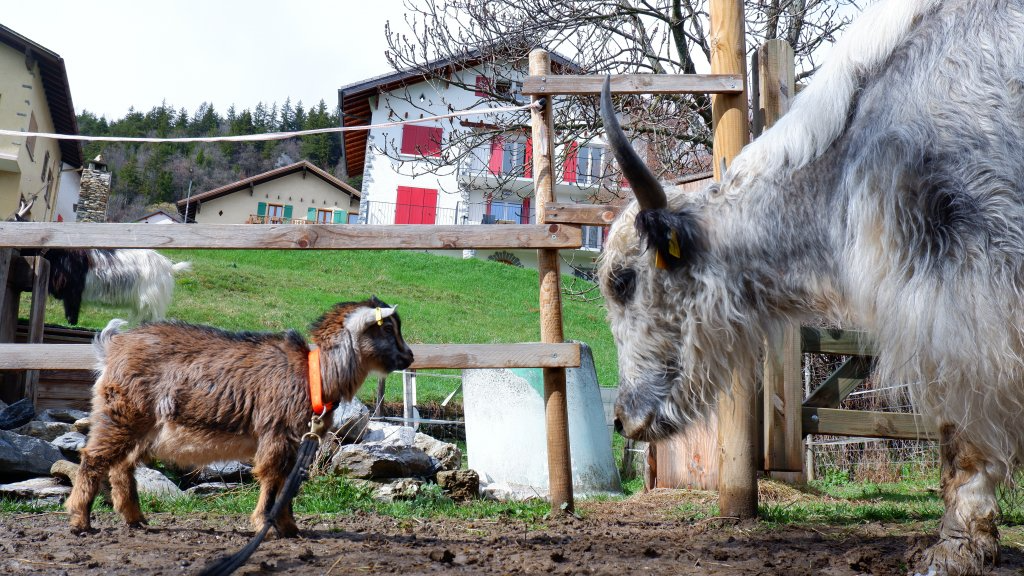 Yak’à’oser