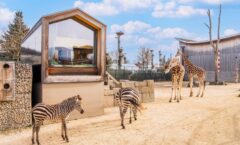 Dormir avec des girafes