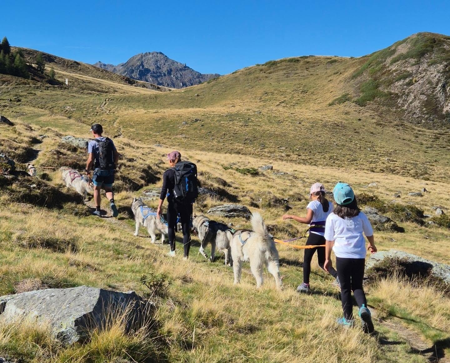 Cani-rando avec des huskies à Veysonnaz